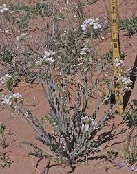 Image result for Disperis macowanii