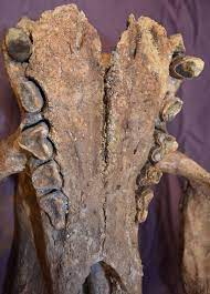 Teeth Of A Fossil Skull Of A Shasta Ground Sloth Nothrotheriops Shastensis Fossils Pleistocene Visit Youtu Be Rcvvoc5wbvm For Det Ground Sloth Sloth Fossil