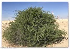 Image result for Lycium