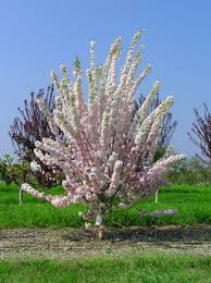 Pink Perfection Flowering Crabapple Gorgeous Flowering Crabapple Beautiful Tree Flowering Shrubs