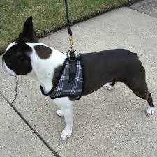 Ez Wrap Harness By Bark Appeal