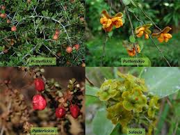 Image result for Putterlickia