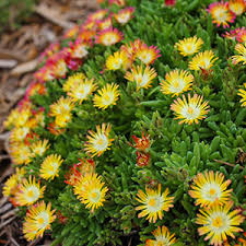 They will have good top growth unless. Perennial Flowers Bloom Guide Costa Farms