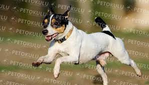 Toy Fox Terrier Cinsi Kopek Egitimi Ve Bakimi Pet Okulu