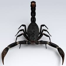 Scorpion Black 3d Model Scorpion 3d Model Model