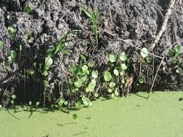 Image result for Hypertelis umbellata