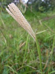 Image result for Chloris pilosa