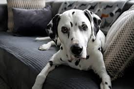 My little pup zoe has peed on her dog bed in her crate a few times now. Diy Waterproof Furniture Pads And Dog Bed Toppers Dalmatian Diy