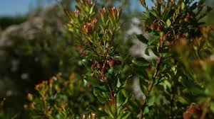 Image result for Gymnosporia tenuispina