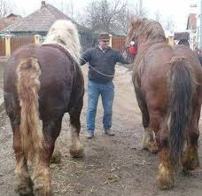 Rasa fjord este una dintre cele mai vechi şi pure rase de cai. Ferme De Cai Frizieni Home Facebook