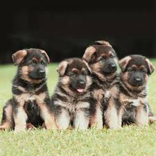 What are you going to do with them? How Many Puppies Can A German Shepherd Have In One Litter