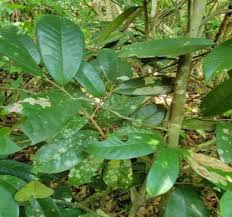 Image result for Uvariodendron