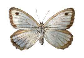 Pin En Butterflies Ii
