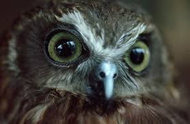 2) permitted falconry will be allowed if/and/but d. Who We Are Pets Australia
