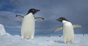Image result for penguin