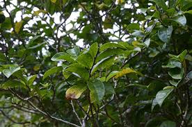 Image result for Antidesma