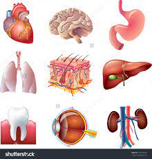 Human body parts pictures with names: Stock Vector Human Body Parts Detailed Vector Set 134749994 Human Body