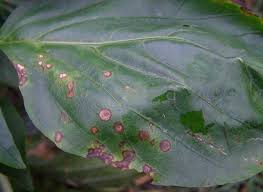 We did not find results for: What S Wrong With My Plant Garden University Of Minnesota Extension