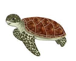 Green Turtle Day — #SeaTurtleWeek