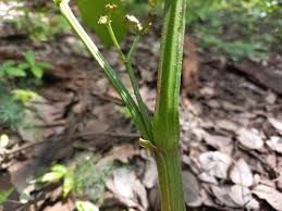 Image result for Cissus crusei