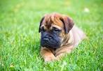 Bullmastiff Puppies for Sale in Virginia - DogsNow