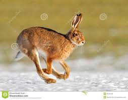 Running Hare Stock Photos 317 Running Hare Stock Images Stock Animal Stories Cute Animal Pictures Animals