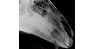 Image result for Skull XRay
