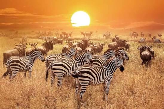 Safari