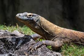 Apa saja fauna endemik langka yang berhabitat di indonesia? Penjelasan Lengkap Persebaran Flora Dan Fauna Di Indonesia
