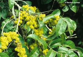 Image result for Chaetocarpus