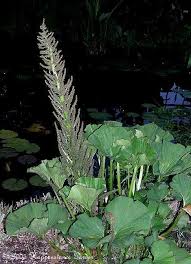 Image result for Gunnera perpensa