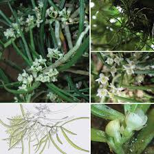 Image result for Rhipidoglossum microphyllum