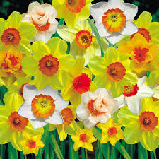 Daffodil Cornish Red Cup Mixed Narcissus Daffodil Bulbs Daffodils Daffodils Planting