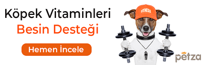 Kopeklerin Hamilelik Suresi Ne Kadar Petza
