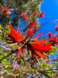 Image result for Erythrina × coddii