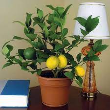 Indoor Meyer Lemon Trees For Winter Indoor Lemon Tree Plants Fragrant Plant