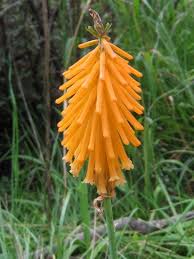 Image result for Clutia galpinii