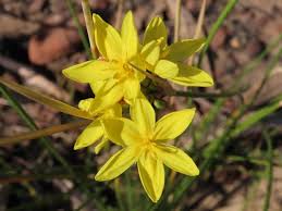 Image result for Burttia