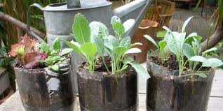 Hidroponik juga dikenal sebagai soilless culture atau budidaya tanaman tanpa tanah. 6 Cara Menanam Hidroponik Sederhana Di Rumah Mudah Untuk Pemula Merdeka Com