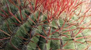 En el caso del palo de agua, es una de las que se dice que atrae a la buena suerte ✨ a aquellos que se mudan, comienzan un nuevo negocio, o emprenden un nuevo camino en sus vidas. Como Recuperar Un Cactus Seco Paso A Paso
