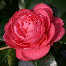Jim S Camellias Gallery N Camellia Flowers Gorgeous Gardens