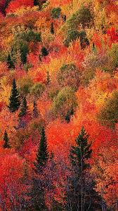 Maybe you would like to learn more about one of these? Autumn Phone 4k Hd Wallpapers Wallpaper Cave