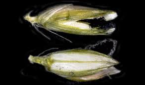 Image result for Urochloa comata