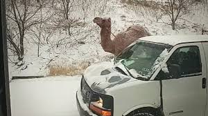 Loose dog stops traffic on route 309 in tamaqua. Camel Seen On Pennsylvania Highway In Snowstorm Youtube