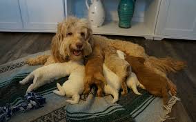 Jul 13, 2021 · australian labradoodle puppies & american labradoodle puppies for sale in georgia. Labradoodle Adoption Information