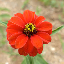 Image result for Zinnia peruviana