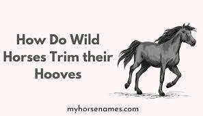 How Do Wild Horses Trim Their Hooves Equine Desire