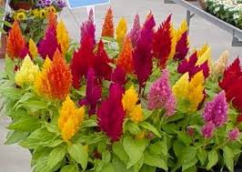 Intentar Arreglar Un Pequeno Jardin De Obra Pagina 3 Foro De Infojardin Semillas De Flores Jardin De Flores Flores