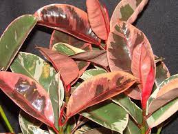 Rubber Tree Plant Rubber Tree Plant Rubber Tree Ficus