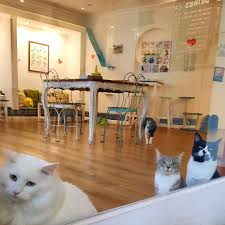Adrianuzca's CAT CAFÉ - Inicio | Facebook